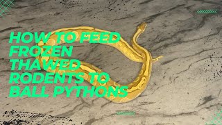 How to feed frozen thawed rodents to ball pythons . Wealth