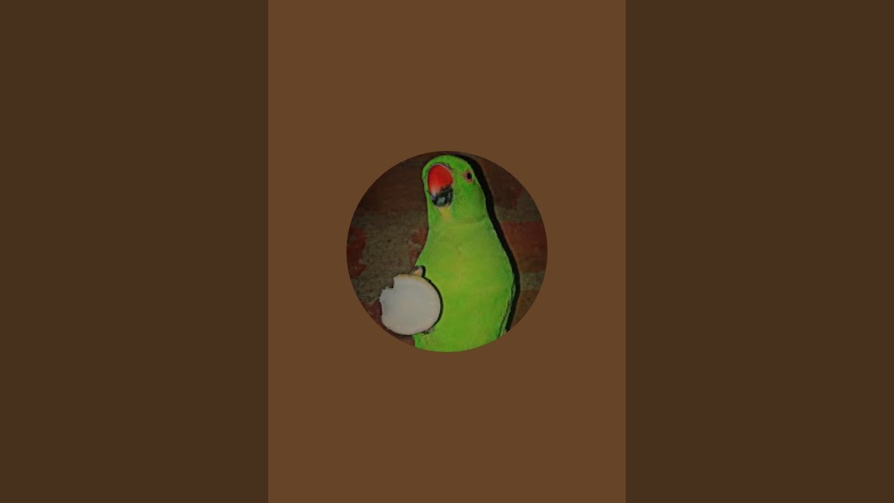 CUTE PARROT  is live!