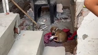 The poor dog was h.it by a car and was in excruciating p.ain by Angels And Animals 496 views 13 days ago 3 minutes, 56 seconds