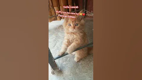 Video 8311171: persian kitten cats catlover, persian kitten kittycats, persian catlover kitten cute, persian kittens cutekittens, cute persian kitten playing