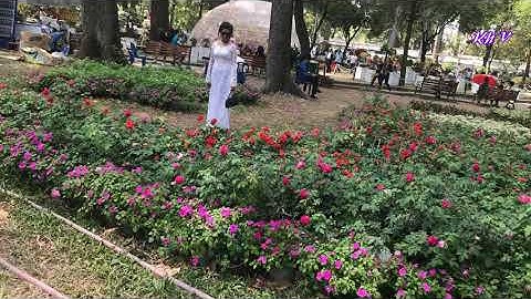 Hồn bướm mơ tiên - Nhật Trường (Pre 75)