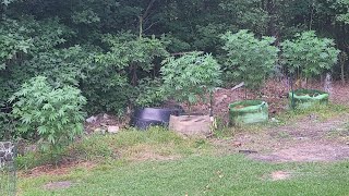 July 28 2025 outdoor update!Girls are beginning to stretch and preflower. Ready to watch the show!