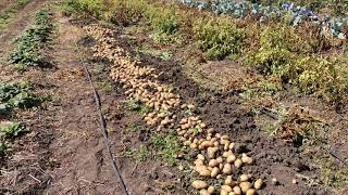 Урожай картофеля сорта Катания, сезон 2020