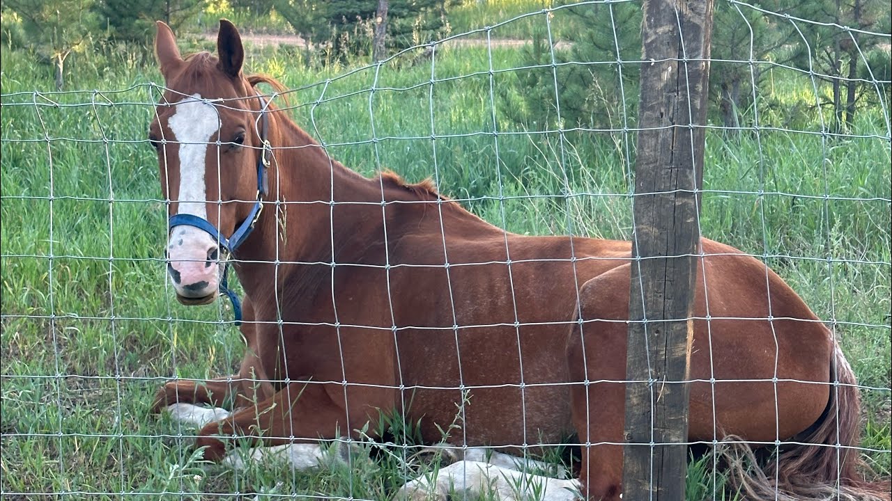 How Much Do Our Horses Cost A Year? YouTube