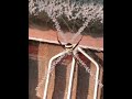 🕷️ Cross Spider Amazing Facts | Body Par Cross Ya Web Mein Cross? | Nature's Master Web Engineer |