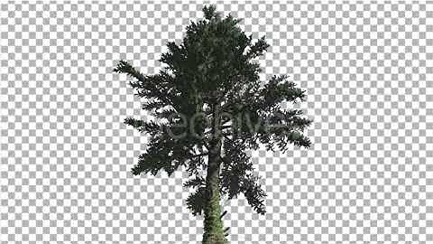 White Fir Abies Concolor Down up Coniferous | Motion Graphics - Envato elements