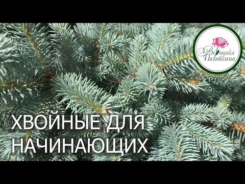 ХВОЙНЫЕ ДЛЯ НАЧИНАЮЩИХ