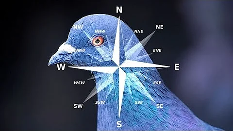 Pigeons' Brains: Navigation Abilities Linked to Special Neurons - DayDayNews