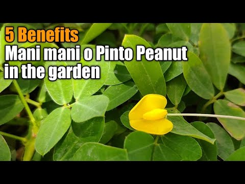 Video: Ano Ang Perennial Peanuts: Mga Benepisyo ng Paggamit ng Perennial Peanut Para sa Ground Cover