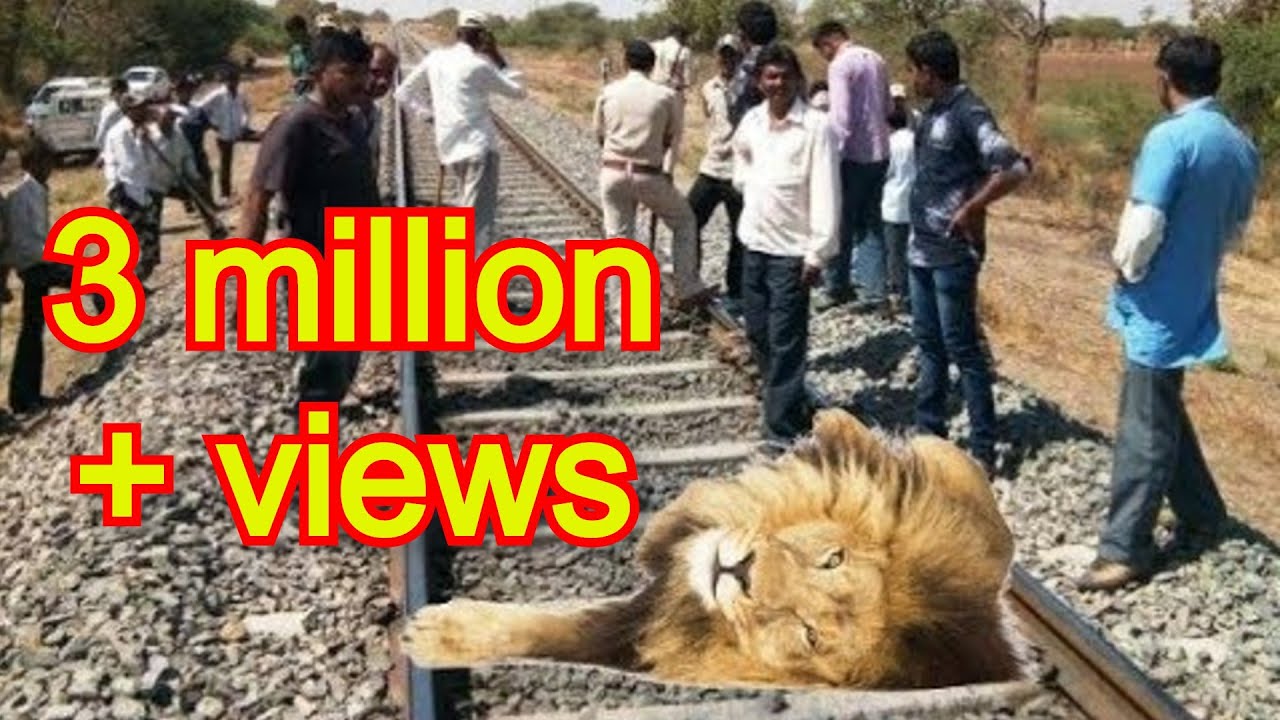 ट्रेन एक्सीडेंट से घायल युवा शेर को कैसे बचाया How a injured lion from a train accident is rescued