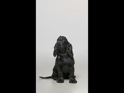 Discover our pet-friendly