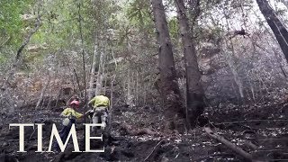 Australian Firefighters Save The World's Last Remaining Dinosaur Trees | TIME