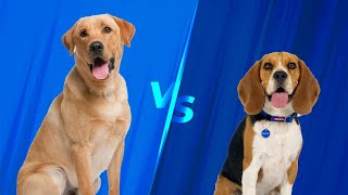 Beagle vs Labrador Retriever - ¿Quien Gana?  BATALLA DE PERROS