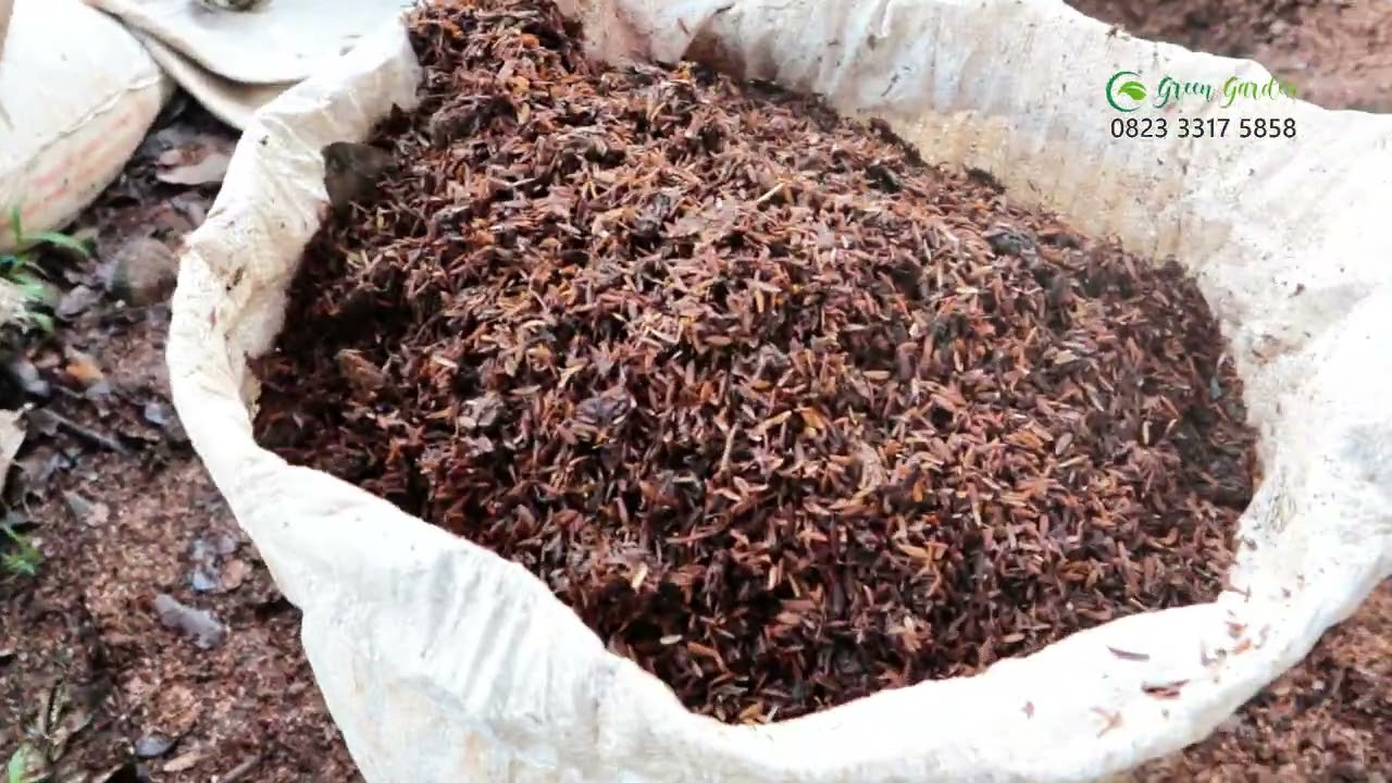 Paduan pupuk kelengkeng terbaik #adyrajalengkeng #lengkeng #itohsuper #newkristal #greengarden