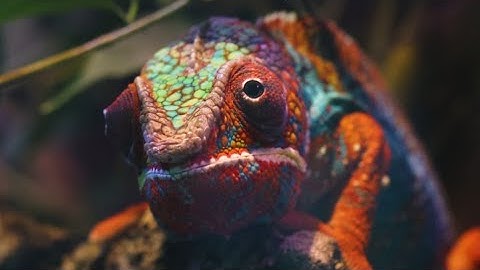 very unique reptile lizard