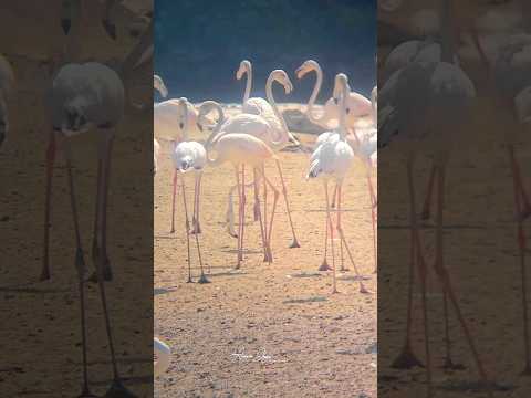 Ras al khor wildlife sanctuary, Dubai #wildlife #flamingo #birds #uae #dubai #sanctuary #visitdubai