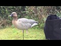 New Avian X pinkfoot geese decoys