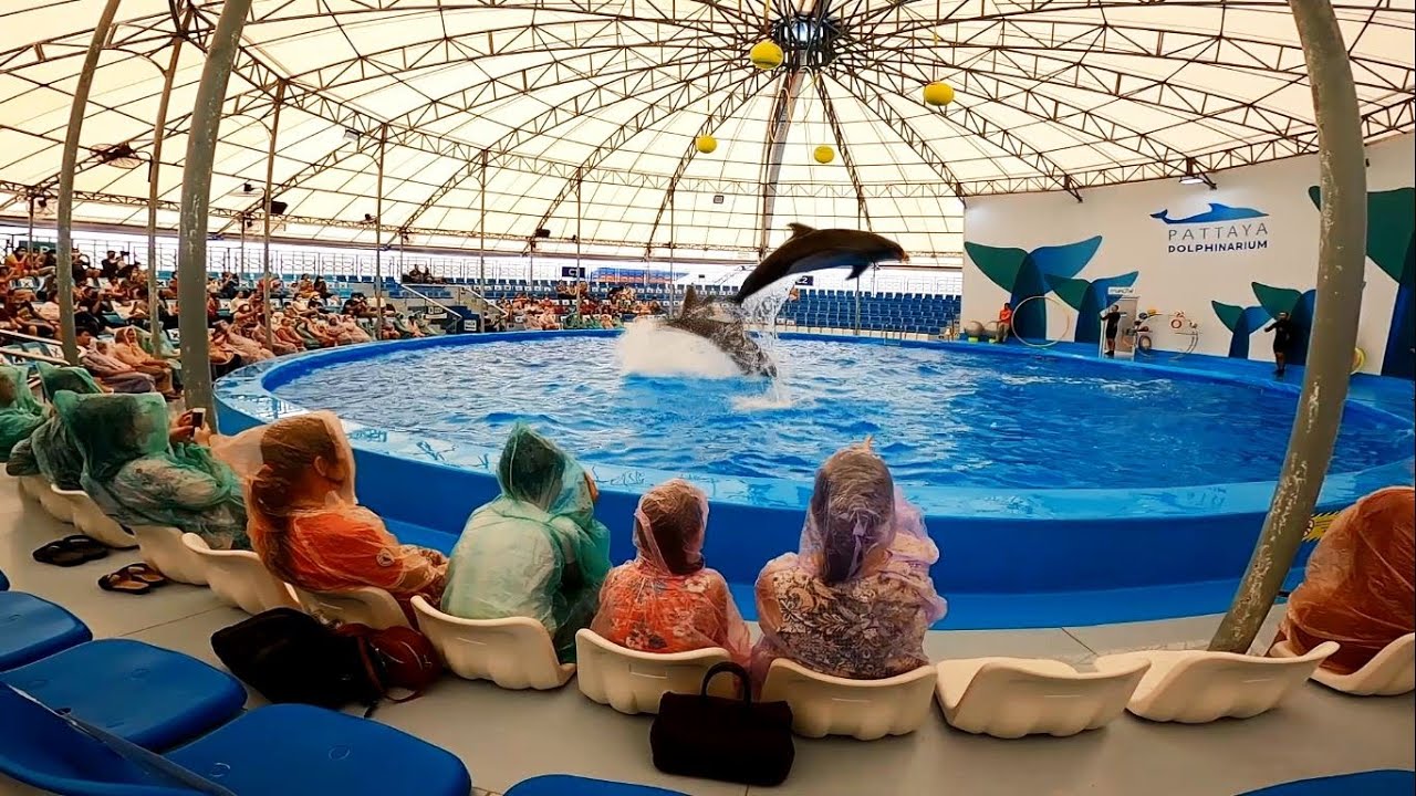 พาชม การแสดงโลมา ที่ พัทยา ดอลฟินาเรียม Dolphinarium Pattaya - YouTube