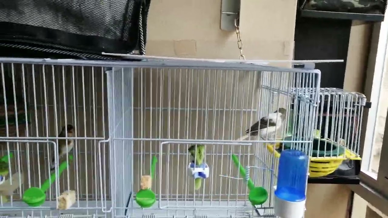 الطيور التي أنوي بها الإنتاج لهذا العام