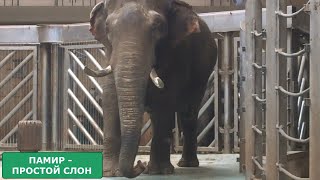 ПАМИР: СЛОН СО СЛОЖНЫМ ХАРАКТЕРОМ ПАМИР: СЛОН СО СЛОЖНЫМ ХАРАКТЕРОМ