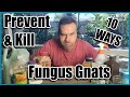10 Ways Prevent & Kill Fungus Gnats in Seedlings and Houseplants