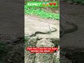 Danger fight between two snakes 🐍 #omg #snakevideo #foryou #shortvideo #shorts