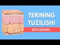 EPIDERMIS  |  TERINING TUZILISHI