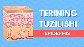 EPIDERMIS  |  TERINING TUZILISHI