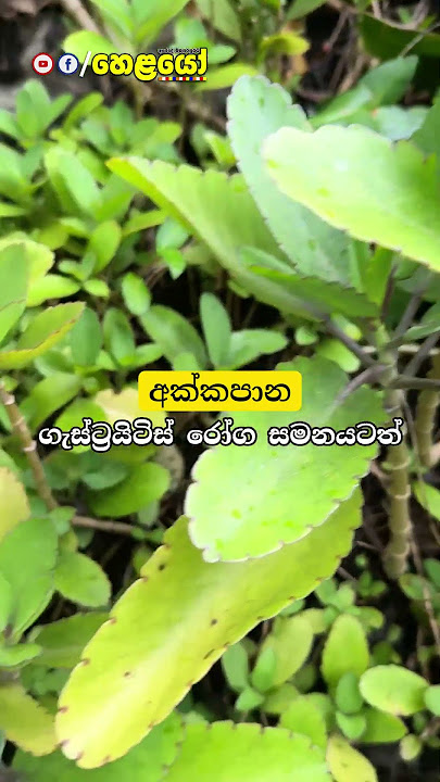 අක්කපන ගසෙන් ලැබෙන ප්‍රතිලාභ අමුතුයි!  #helayo #alternativemedicine #srilanka