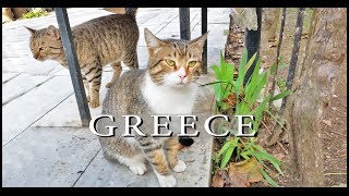 سوف القط يحب هذا الفيديو: القطط اليونانية الجميلة ~ يجب أن يشاهد تجميع