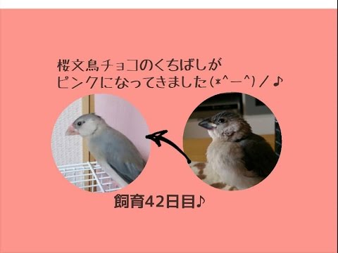 Java Sparrow 飼育42日目 幼鳥 成鳥になるまで ө 桜文鳥のくちばしがピンク色に変わってました ランドチャンネル 文鳥 手乗り 文鳥 桜文鳥 白文鳥 ヒナ ペット Youtube