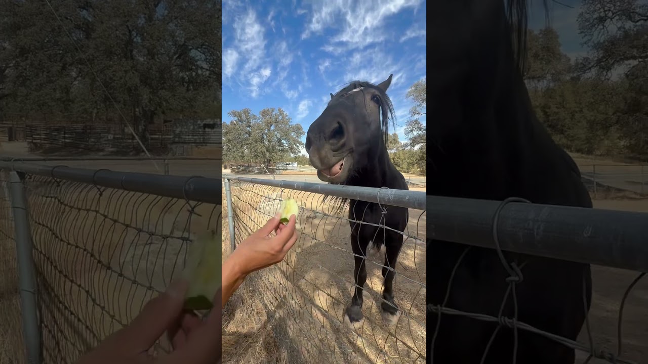 More fun times feeding Klue the Clydesdale