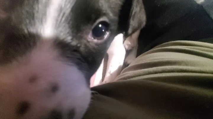 puppy