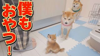 兄柴の真似をしたら、おやつが貰えると思い込む子犬♪