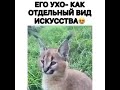 #юмор #смех #шутка #ржака #мемчики #прикол #угар #мемы #рофл #fypシ #рек