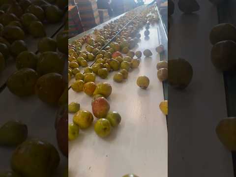 Freshly harvested Warren pears, from Frog Hollow in Brentwood, California #regenerative #organic