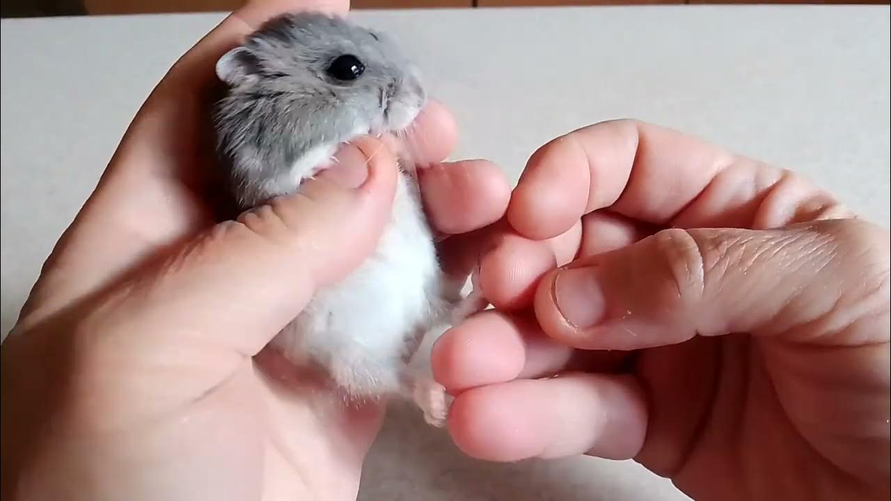 Які лапки у хом'ячка? - YouTube