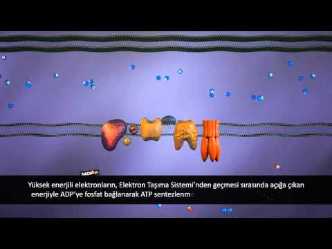Video: Hücresel solunumda elektron taşıma zincirinin amacı nedir?