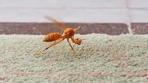 【ふぁ！？】スズメバチさん落ちた、自分の頭を必死に戻そうとする瞬間を撮影される 蜂 首取れる ハチさん