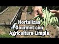 HORTALIZAS GOURMET CON AGRICULTURA ORGÁNICA