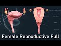 A journey through the female reproductive system full detailed