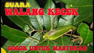 SUARA WALANG KECEL SANGAT COCOK UNTUK MASTERAN MURAI!!!