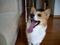 I love ball! ボール大好き!
