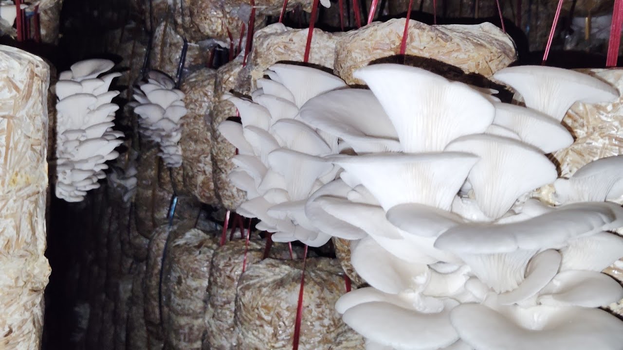 Oyester mushroom harvesting  || #mushroom  #মাশরুম