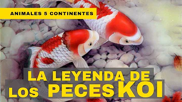 ¿Qué representa 1 pez koi?