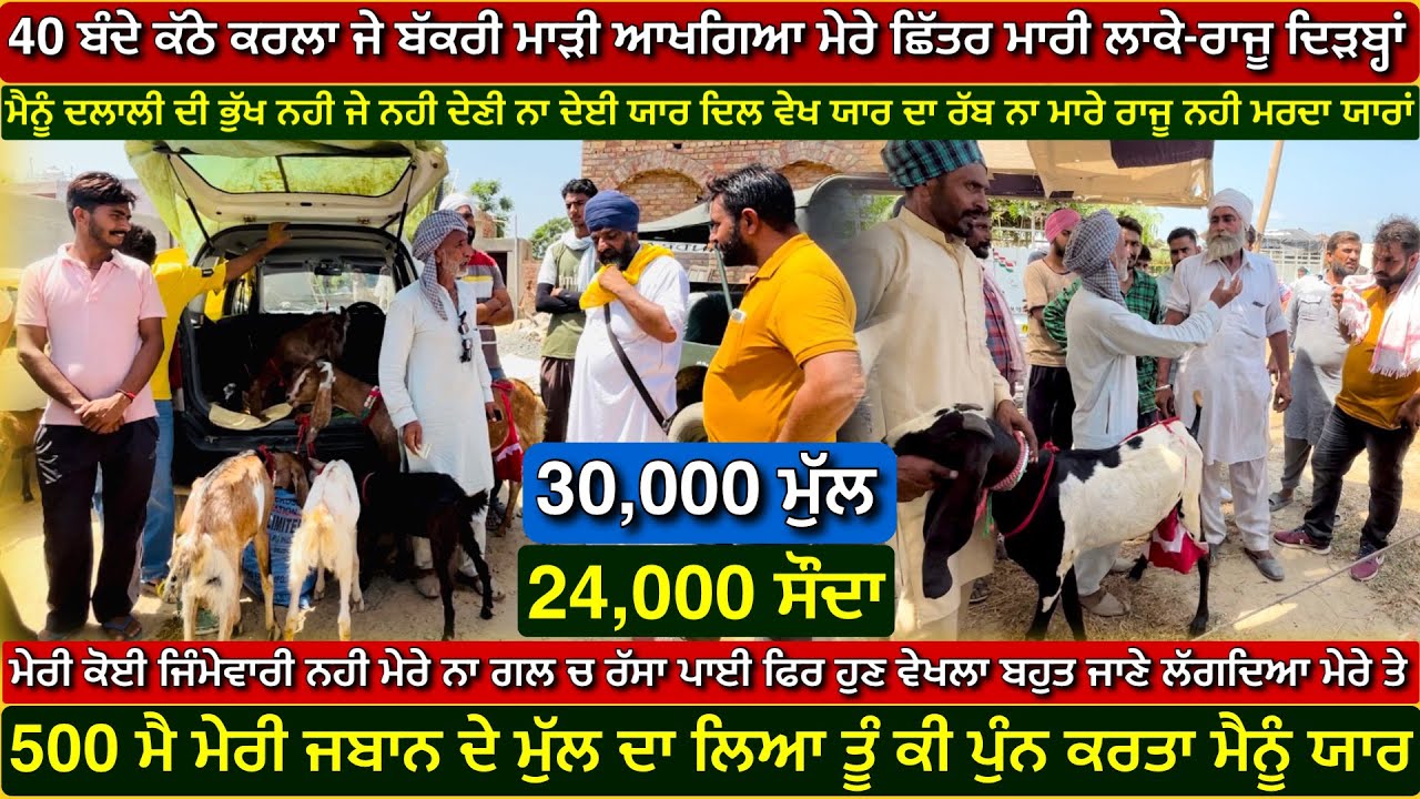 ਸਾਰੀ ਮੰਡੀ ਅਵਾਜਾਂ ਮਾਰਦੇ ਰਹੇ ਰਾਜੂ ਦਿੜਬ੍ਹਾਂ ਆਖੀਰ ਤੇ ਦੋ ਬੱਚਿਆ ਵਾਲੀ ਬੱਕਰੀ ਆਗੀ ਪਸੰਦ #rajudirba #tungwali