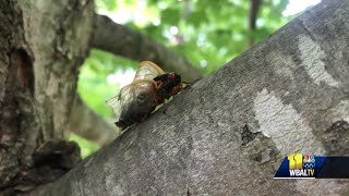 Cicadas emerging across Baltimore in greater numbers