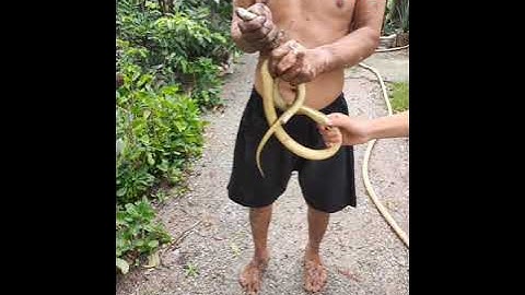 Miền Tây sông nước -/ cận cảnh đào hang bắt chuột đồng 👉👉  vô tình bắt được rắn hổ ngựa