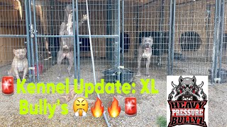🚨Kennel and Pup Update🚨| Heavy Pressure Bullyz | XL American Bullies 🔥🔥🔥🔥🔥 #explore #fyp #trending