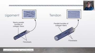 Biomechanics: Tendon & Ligament Mechanical Properties